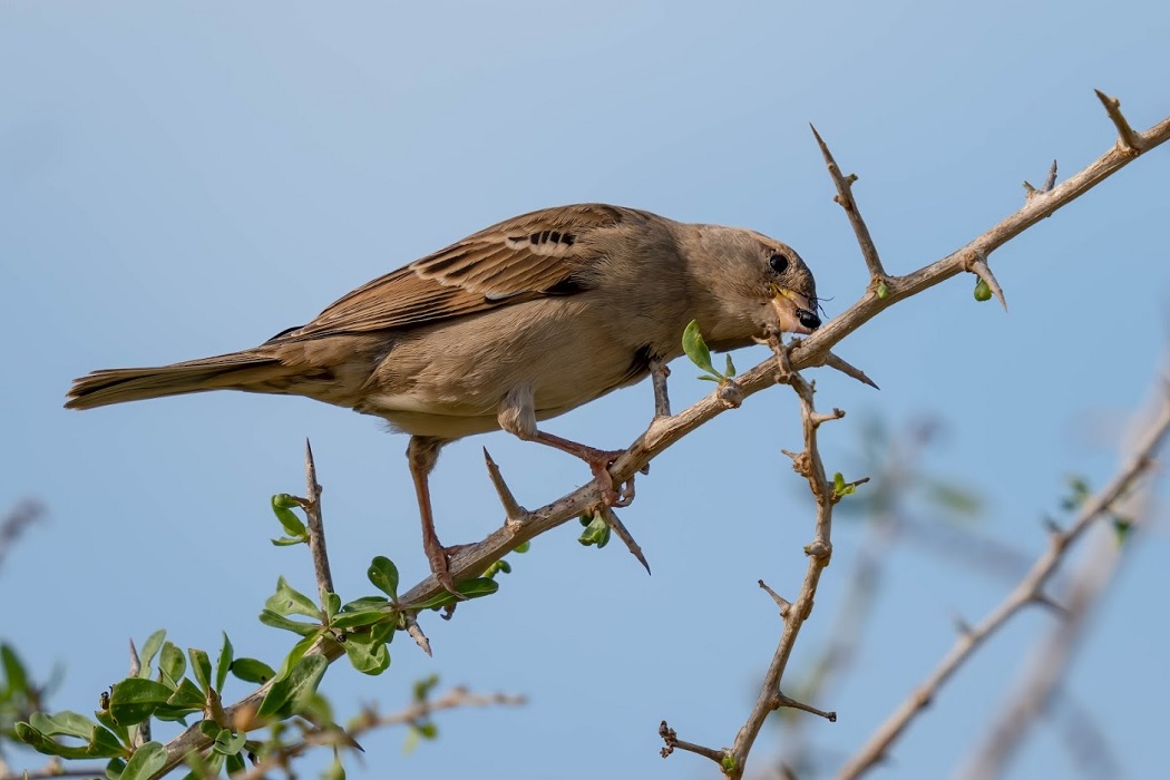 יער פלוגות. צילום: בוני שיינמן