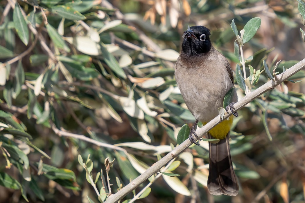 יער פלוגות. צילום: בוני שיינמן