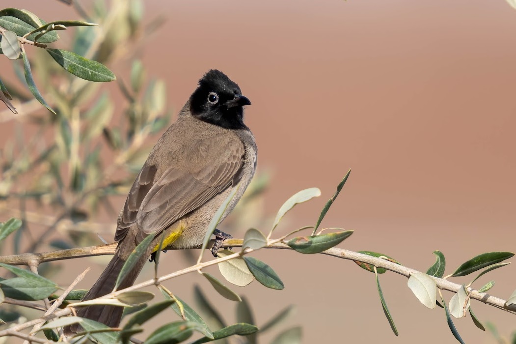 יער פלוגות. צילום: בוני שיינמן