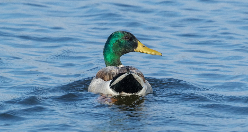 ברכיה. צילום: ירון צ'רקה