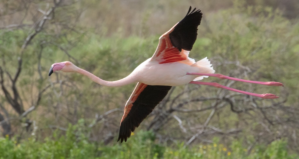 פלמינגו גדול. צילום: ירון צ'רקה