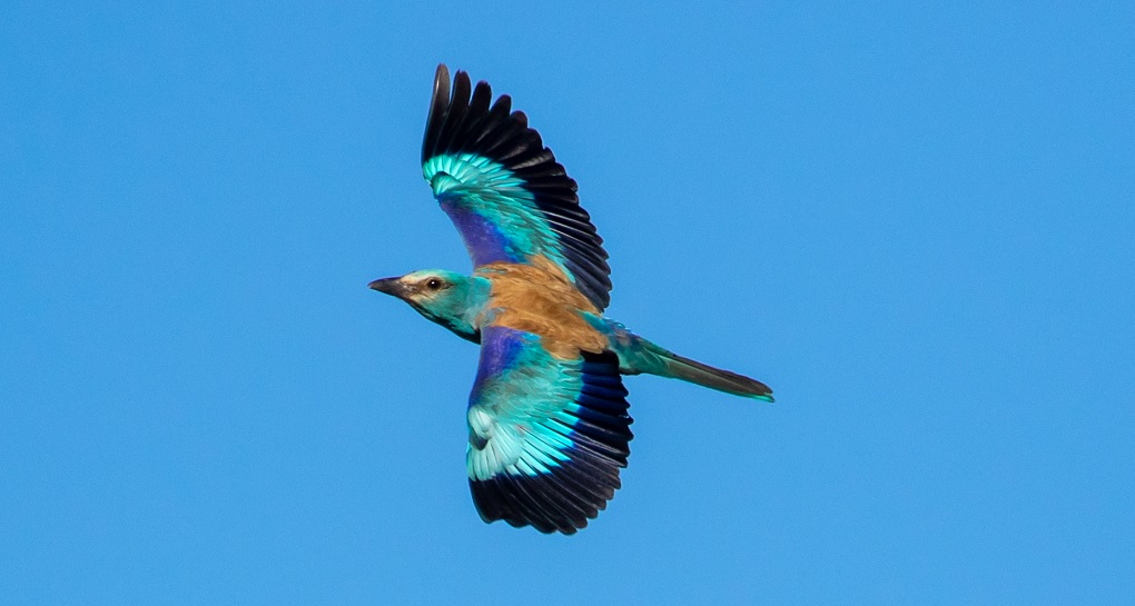 כחל. צילום: ירון צ'רקה