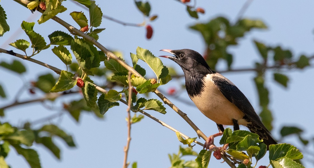 זרזיר ארבה. צילום: ירון צ'רקה