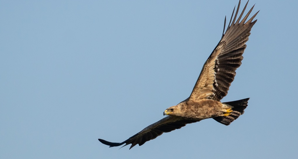 עיט חורש. צילום: ירון צ'רקה