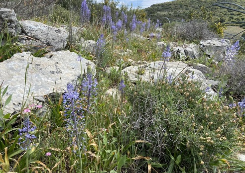 צילום: פרופ' מרסלו שטרנברג