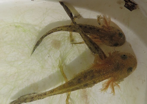 צילום: דר אורית סקוטלסקי