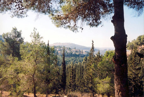 יער ירושלים על רקע העיר. צילום: ארכיון צילומי קק"ל