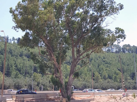 האקליפטוס ההיסטורי שקק"ל הצילה מכריתה. 