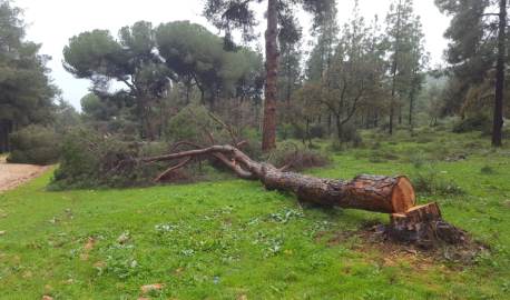 אחד האורנים הכרותים ביער בית קשת. צילום: רועי הראל