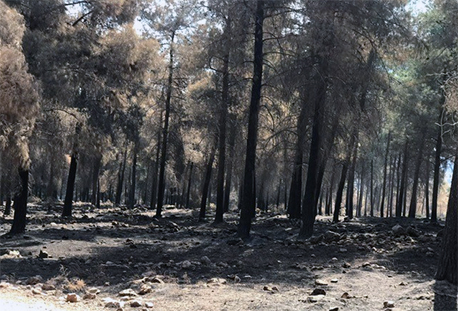 עצים שעלו באש בשריפה ביער מורדות נצרת באוקטובר 2020.  צילום: יוחנן סימנה, ארכיון הצילומים של קק"ל