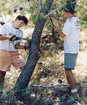 מתנדבים ביערות קק''ל. צילום: ארכיון הצילומים של קק''ל