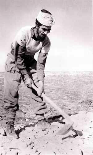 עולה חדש מכין גומה לנטיעת עץ בהרי ירושלים, 1952. צילום: ארכיון הצילומים של קק''ל