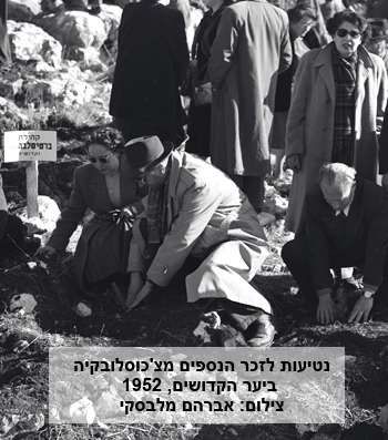 נטיעות לזכר הנספים מצ'כוסלובקיה ביער הקדושים, 1952.  צילום: אברהם מלבסקי