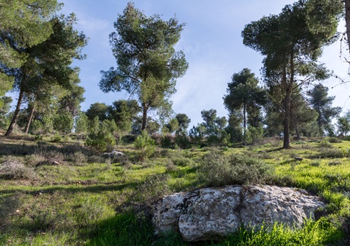 יער להב. צילום: shutterstock