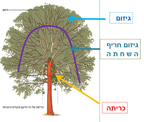 איור המדגים את ההבדל בין גיזום תקין לבין כריתת עץ