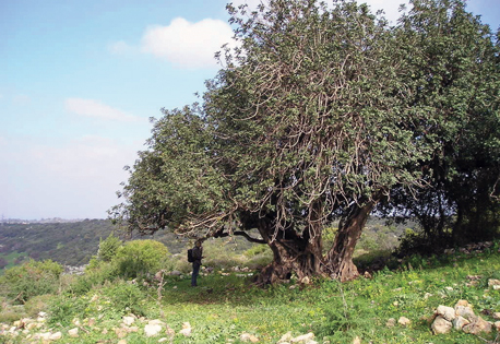 תצפית החרוב בנחל געתון. צילום: יעקב שקולניק, ארכיון הצילומים של קקל