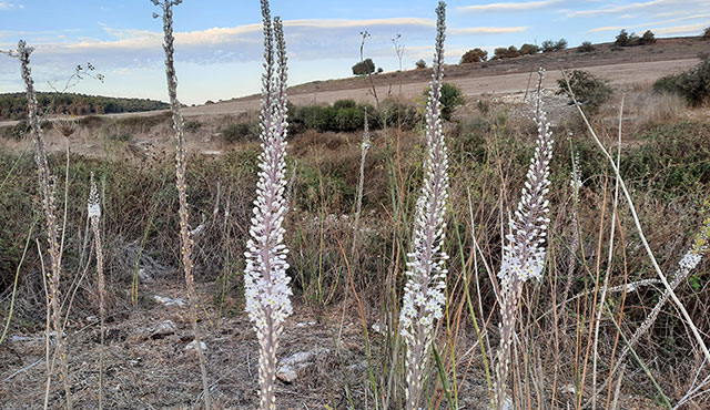 חצב מבשר הסתיו. צילום: ארכיון הצילומים של קק