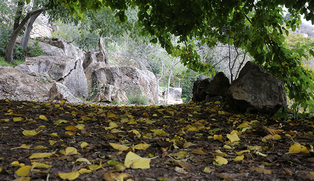 שלכת בסטף. צילום: יוסי זמיר, ארכיון הצילומים של קקל