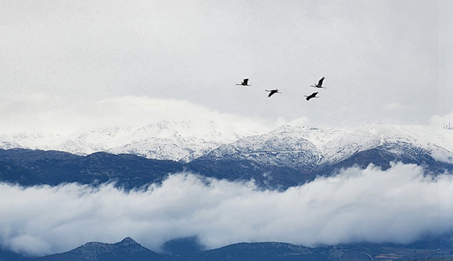 נדידת ציפורים. צילום: עינבר רובין, ארכיון הצילומים של קקל