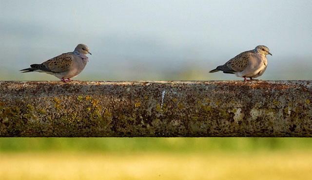 תור מצוי. צילום ירון צ'רקה, ארכיון הצילומים של קקל