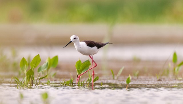 יש לי רגליים ארוכות ואני מעדיף לצוד את המזון שלי במים