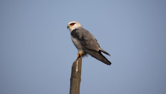 אני תושבת חדשה יחסית בישראל, צדה מכרסמים ויש לי מראה מיוחד