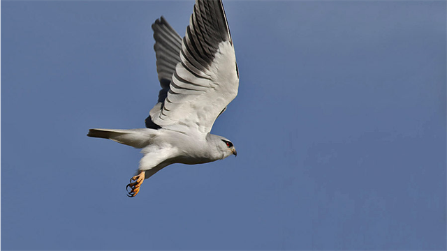 דאה שחורת כתף