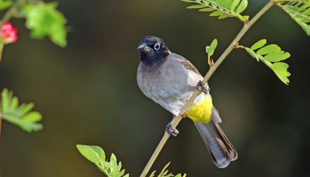 בולבול ממושקף