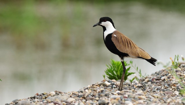 אני לבוש בחליפה שחורה לבנה, קולני, ותוקף כל מי שמתקרב לקן שעל הקרקע