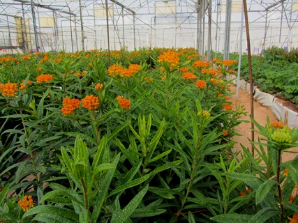 חממה לגידול פרחים במו''פ ערבה.  צילום: תניה זיסקינד