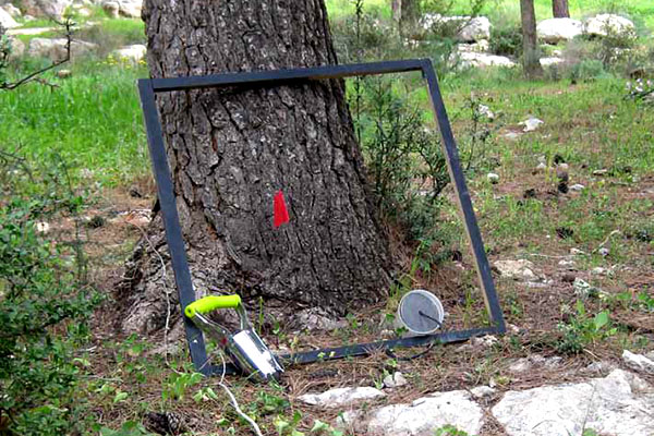 מחקר ביער הקדושים. צילום: ארכיון צילומי קק"ל