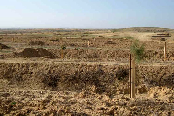 יער השגרירים. צילום: ארכיון צילומי קק"ל
