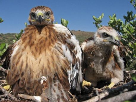 גוזלי עקב איטי בקינם. צילום: גלעד פרידמן, ארכיון הצילומים של קק''ל