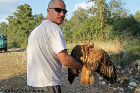 התקנת משדר על גבו של עקב עיטי. צילום: גלעד פרידמן, ארכיון הצילומים של קק''ל