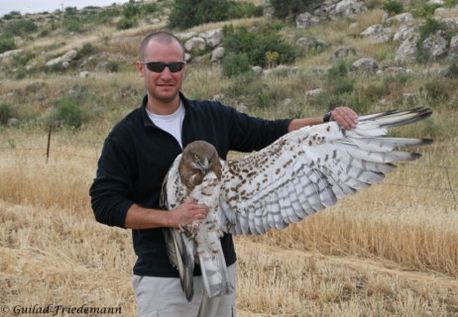 התקנת משדר על גב חיוואי. צילום: גלעד פרידמן, ארכיון הצילומים של קק''ל
