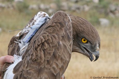 התקנת משדר על גבי חיוואי. צילום: גלעד פרידמן, ארכיון הצילומים של קק''ל