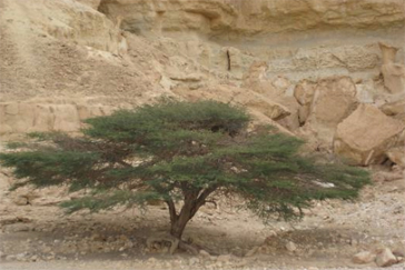 צילום: ארכיון הצילומים של קקל