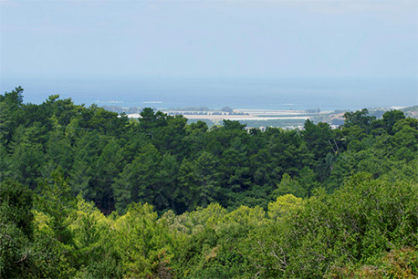 נוף הגליל הנשקף מיער חניתה. 
צילום: אנצ'ו גוש- סוכנות ג'יני, ארכיון הצילומים של קקל