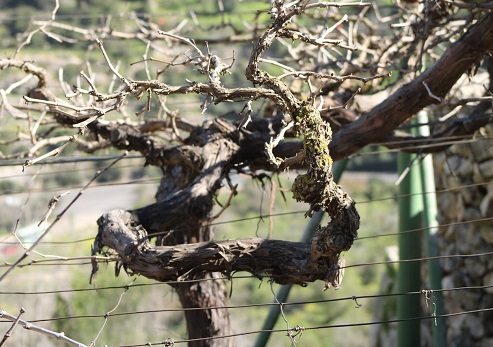 הכרם. צילום: בלה נודלמן, קק"ל