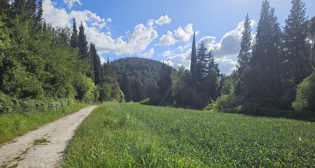 פארק נחל השופט