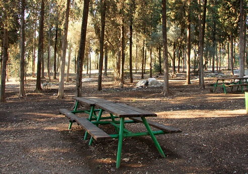 חניון פיקניק יער חולדה. צילום: יעקב שקולניק, ארכיון הצילומים של קק"ל