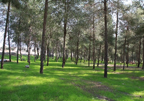 חניון הנוער יער המגינים. צילום: יעקב שקולניק, ארכיון הצילומים של קקל