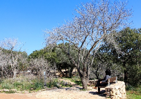 פארק גורן. צילום: יעקב שקולניק, ארכיון הצילומים של קקל