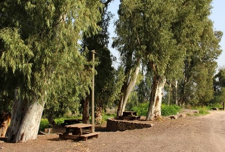 חניון האקליפטוס במנחמיה. צילום: יעקב שקולניק, ארכיון צילומי קקל