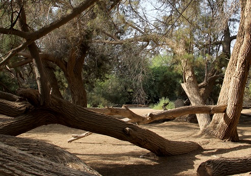 חורשת בארותיים. צילום: יעקב שקולניק, ארכיון הצילומים של קקל
