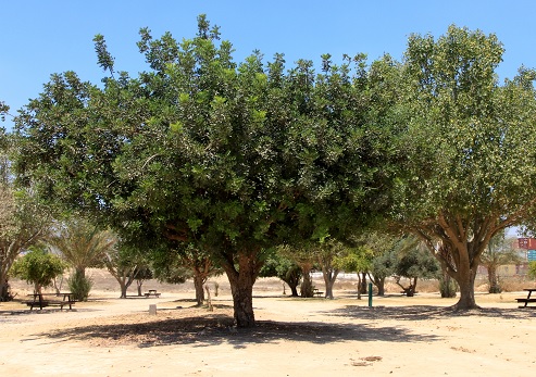 דרך הפסלים ביער חצרים. צילום: יעקב שקולניק, ארכיון הצילומים של קקל