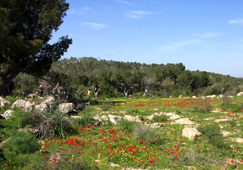 יער אמציה. צילום: יעקב שקולניק, ארכיון הצילומים של קקל