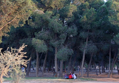 חורשת רן בפארק ערד. צילום: יעקב שקולניק, ארכיון הצילומים של קקל