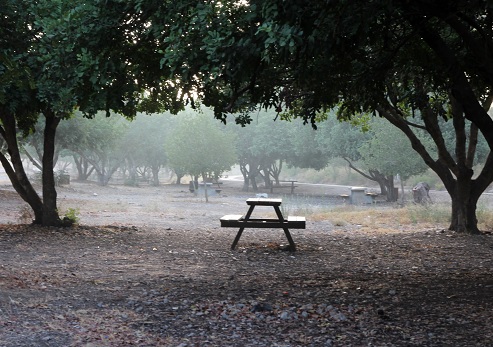 חניון החרובים ביער המלאכים-שחריה. צילום: יעקב שקולניק, ארכיון הצילומים של קקל