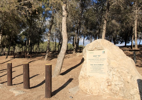 חניון טבע ביער דבירה. צילום: יעקב שקולניק, ארכיון הצילומים של קקל